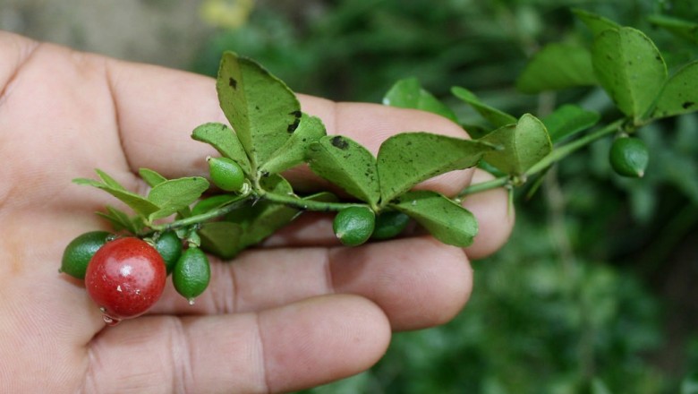 Cây dược liệu cây Kim quất - Triphasia trifolia (Burm. f.) P. Wils