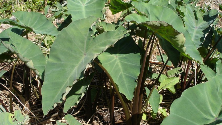 Cây dược liệu cây Khoai nước, Môn nước - Colocasia esculenta (L.) Schott