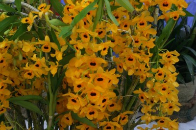 Cây dược liệu cây Kim điệp, Long nhãn, Mã tiên thạch hộc - Dendrobium fimbriatum Hook. var. oculatum Hook