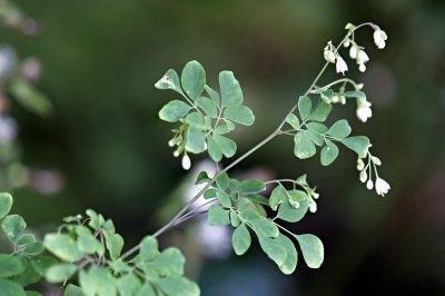 Cây dược liệu cây Khứu tiết thảo - Boenninghausenia albiflora (Hook.) Rchb. ex Meisn