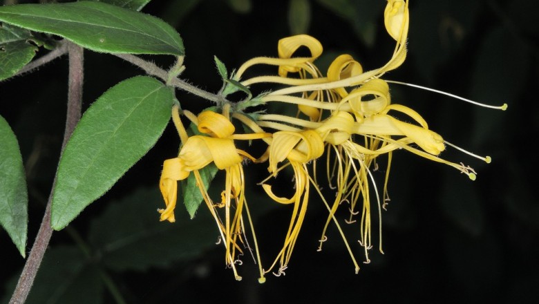 Cây dược liệu cây Kim ngân lá mốc, Kim ngân mặt dưới mốc - Lonicera hypoglauca Miq