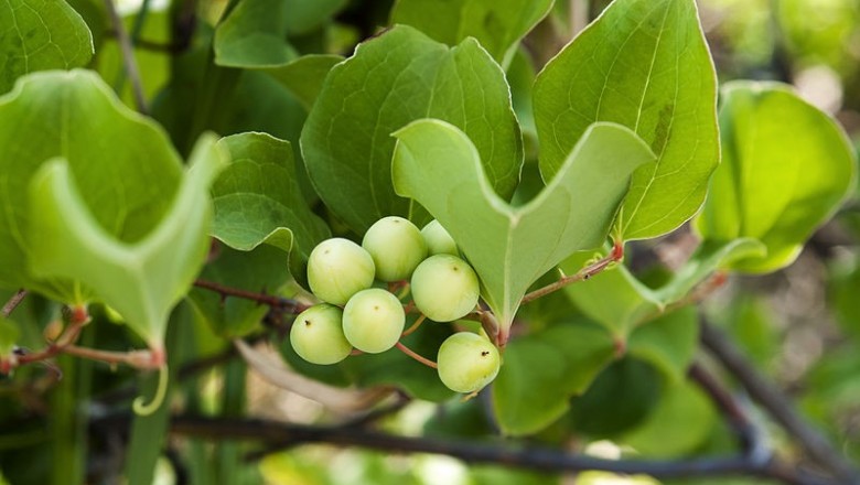 Cây dược liệu cây Kim cang Trung quốc, Tỳ giải - Smilax china L