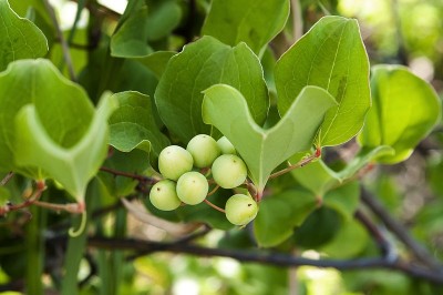 Cây dược liệu cây Kim cang Trung quốc, Tỳ giải - Smilax china L