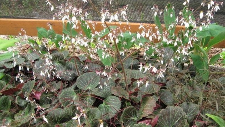 Cây dược liệu cây Cỏ tai hổ, Hổ nhĩ thảo - Saxifraga stolonifera Meerb. (S. sarmentosa L.f.)