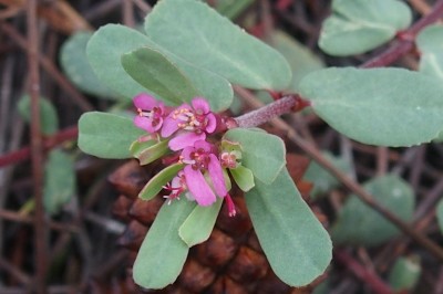 Cây dược liệu cây Cỏ sữa hồng - Euphorbia rosea Retz