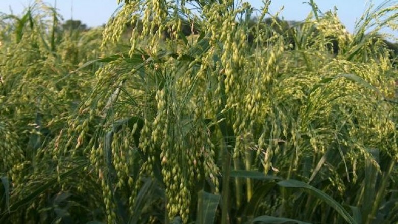 Cây dược liệu cây Cỏ kê, Kê trồng - Panicum miliaceum L