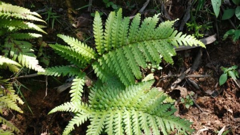Cây dược liệu cây Cẩu tích Nhật Bản - Woodwardia japonica (L.f) J. Sm
