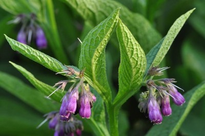Cây dược liệu cây Cây se, Cây bó gãy xương, Cây B12 - Symphytum officinale L