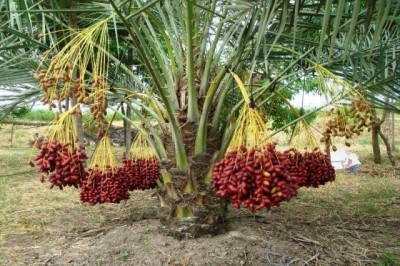 Cây dược liệu cây Chà là hay Chà là núi, Muồng muồng - Phoenix humilis Royle