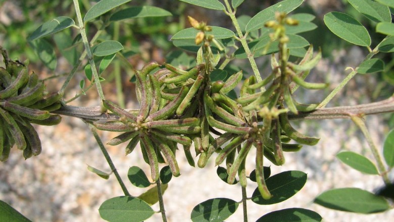 Cây dược liệu cây Chàm bụi - Indigofera suffruticosa Mill. (I. anil L.) var. polyphylla DC