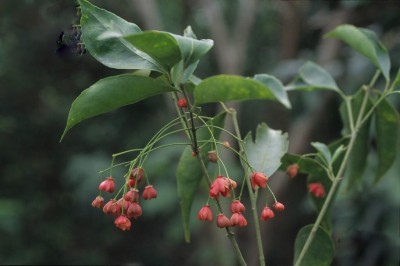 Cây dược liệu cây Chân danh hoa thưa - Euonymus laxiflorus Champ