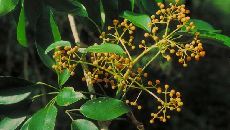 Cây dược liệu cây Châm chim leo - Schefflera elliplica (Blume) Harms