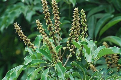 Cây dược liệu cây Chân chim hoa chụm, Chân chim hoa cầu - Schefflera glomerulata Li