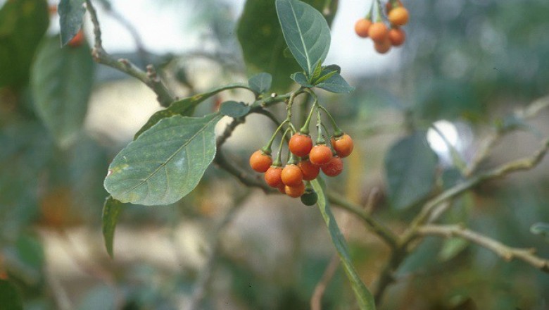 Cây dược liệu cây Chanh trường, Cà xoắn - Solanum spirale Roxb