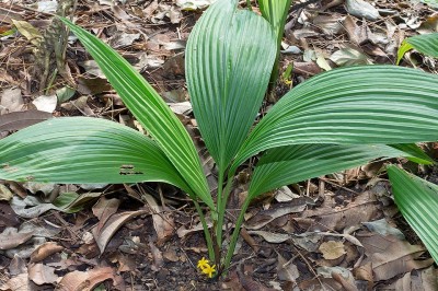 Cây dược liệu cây Cồ nốc lá lớn, Sâm cau lá lớn - Curculigo latifolia Dryaand. ex Ait.f. (Molineria latifolia (Dryand. ex Ait.f.) Harb. ex Kurz)