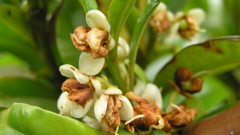 Cây dược liệu cây Còng da, Xương cá - Calophyllum membranaceum Gardn. et Champ