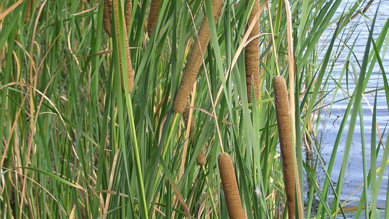 Cây dược liệu cây Cỏ nến lá hẹp, Bồn bồn, Thủy hương - Typha angustifolia L