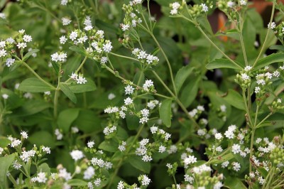 Cây dược liệu cây Cỏ ngọt, Cỏ đường, Cúc ngọt - Stevia rebaudiana (Bert.) Hemsl. (Eupatorium rebaudianum Bert.)