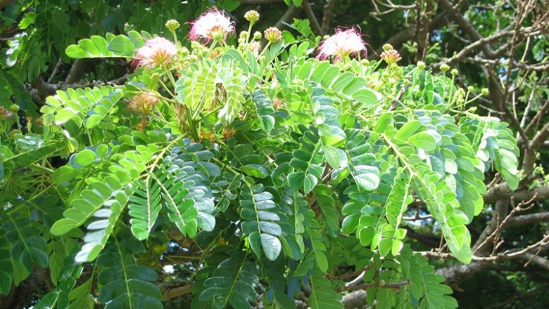 Cây dược liệu cây Còng, Me tây - Samanea saman (Jacq.) Merr