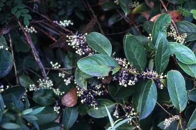 Cây dược liệu cây Châu thụ - Gaultheria fragrantissima Wall