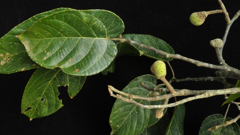 Cây dược liệu cây Chay Cúc phương, Chay Petelot, Mit Petelot - Artocarpus petelotii Gagnep