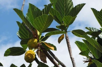 Cây dược liệu cây Chay lá bóng, Mít rễ khoai, Vỏ khoai - Artocarpus nitidus Tréc. subsp. lingnanensis (Merr.) Jarr. (A. lingnanensis Merr.)