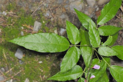 Cây dược liệu cây Chè tầng - Desmondium laxum DC. subsp. laxum