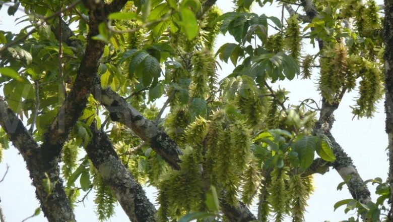 Cây dược liệu cây Chẹo bông - Engelhardtia spicata Lesch. ex Blume