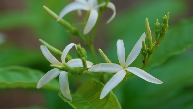 Cây dược liệu cây Chè lông, Chè bông, Chè rừng, Chè đỏ ngọn - Aganosma acuminata (Roxb.) G. Don (A. marginata (Roxb.) G. Don)