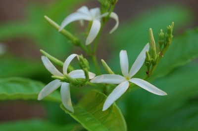 Cây dược liệu cây Chè lông, Chè bông, Chè rừng, Chè đỏ ngọn - Aganosma acuminata (Roxb.) G. Don (A. marginata (Roxb.) G. Don)