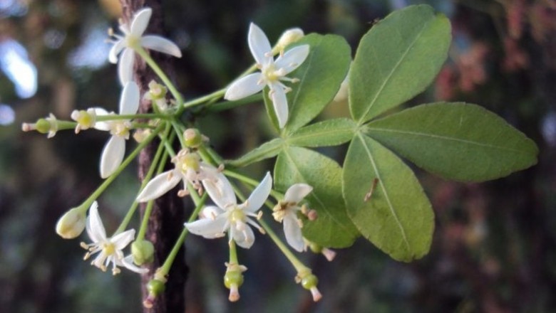 Cây dược liệu cây Ché, Chanh cóc, Cốc bom - Naringi crenulata (Roem) Nichols (Hesperethusa crenulata Roem.)