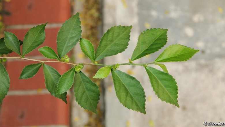 Cây dược liệu cây Chè hàng rào, Trà hàng rào - Acalypha siamensis Oliv. ex Goge (A. evrardii Gagnep.)