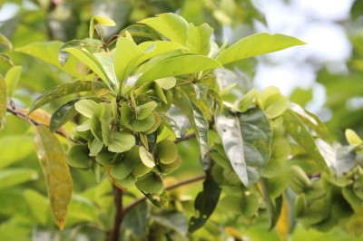 Cây dược liệu cây Chiêu liêu nước - Terminalia calamansanai (Blanco) Rolfe (T. bialata Stend)