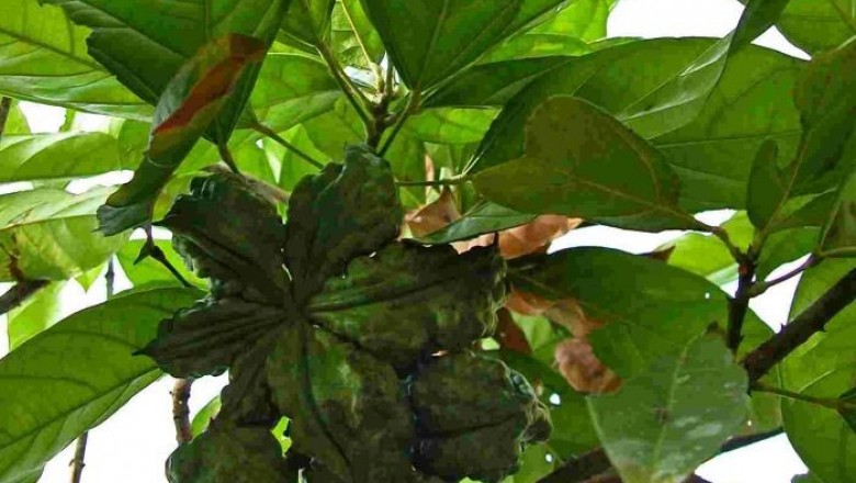 Cây dược liệu cây Cola - Cola acuminata (P. Beauv.) Scholl et Endl