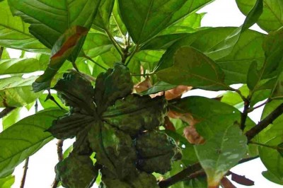 Cây dược liệu cây Cola - Cola acuminata (P. Beauv.) Scholl et Endl