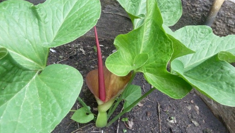 Cây dược liệu cây Chóc, Củ chóc, Bán hạ ba thuỳ -Typhonium trilobatum (L.) Schott