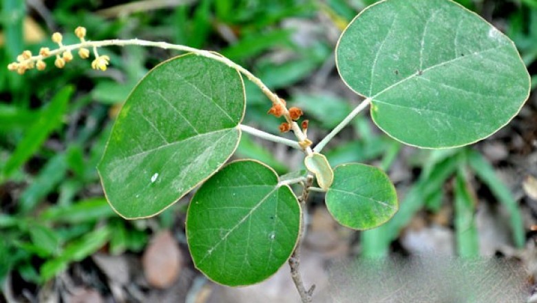 Cây dược liệu cây Chi hùng tròn tròn - Thyrsanthera suborbicularis Pierre ex Gagnep