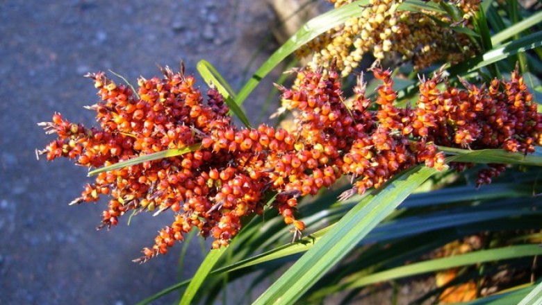 Cây dược liệu cây Cói túi quả mọng, Cói túi phình, Sơn bái tử - Carex baccans Nees