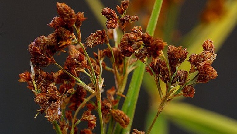 Cây dược liệu cây Cói dùi thô, Lác hến, Đưng - Scirpus grossus L. f