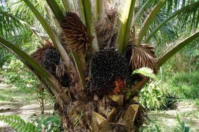 Cây dược liệu cây Cọ dầu, Dừa dầu - Elaeis guineensis Jacq