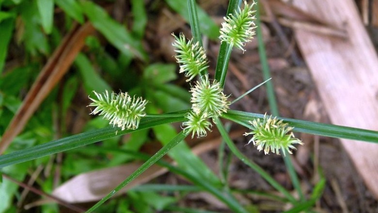Cây dược liệu cây Cói dù, Cói tương hoa tán, Cói đuôi chồn - Cyperus paniceus (Rottb.) Boeck. var. roxburghianus (C.B.Clarke) Kuk. (Mariscus umbellatus Vahl)