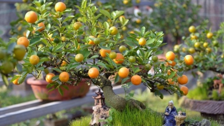 Cách chọn cây quất cảnh giúp gia chủ rước tài lộc vào nhà Tết Kỷ Hợi 2019
