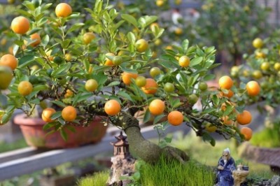 Cách chọn cây quất cảnh giúp gia chủ rước tài lộc vào nhà Tết Kỷ Hợi 2019
