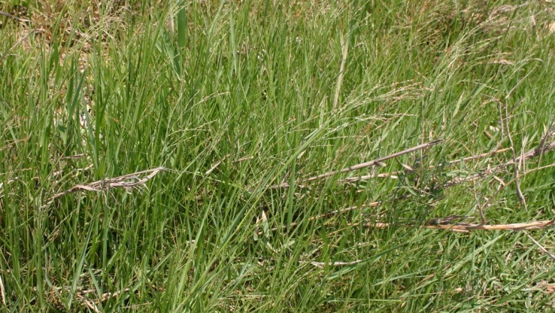 Cây dược liệu cây Cỏ gừng, cỏ ống - Panicum repens L