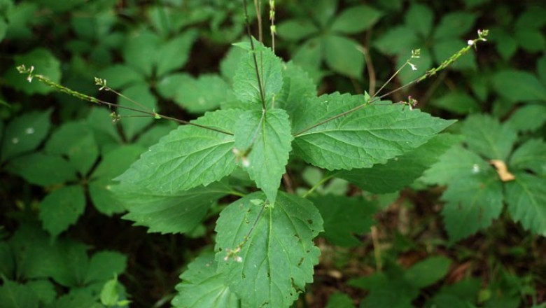 Cây dược liệu cây Cỏ diệt ruồi, Thấu cốt - Phryma leptostachya L. var. asiatica Hara