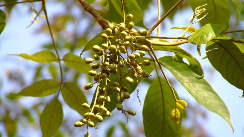 Cây dược liệu cây Cóc chuột, - Lannea coromandelica (Houtt.) Merr. (L. grandis (Dennst.) Engl.)