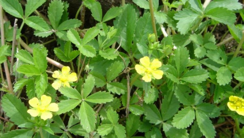 Cây dược liệu cây Cỏ chét ba - Potentilla kleiniana Wight