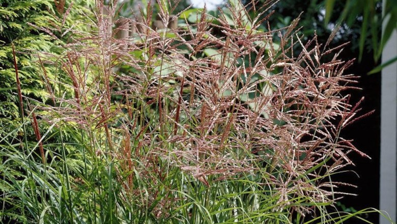 Cây dược liệu cây Luân thuỳ - Spirolobium cambodianum BaillCỏ chè vè - Miscanthus sinensis Anderss