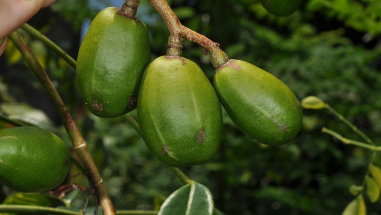 Cây dược liệu cây Cóc chua, Cóc rừng - Spondias pinnata (Koenig et L.f.) Kurz (S. mangifera Willd.)