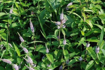 Cây dược liệu cây Cò cò, Ngổ rừng, Tu hùng tai - Pogostemon auricularius L. Hassk (Dysophylla auricularius (L.)